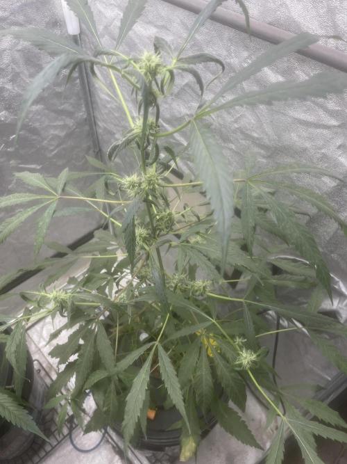 Black opium(Divine Seeds). Week 9