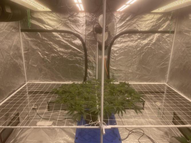 Aeque Genetics( Razberry Garlic). Week 8