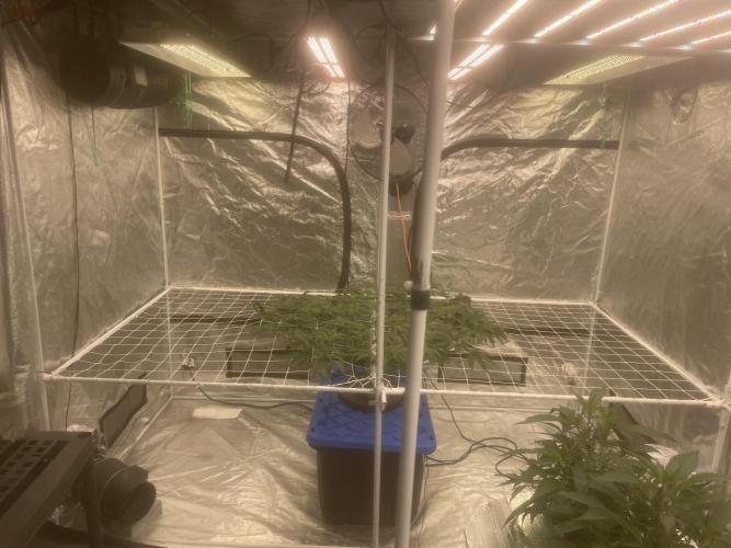 Aeque Genetics( Razberry Garlic). Week 8