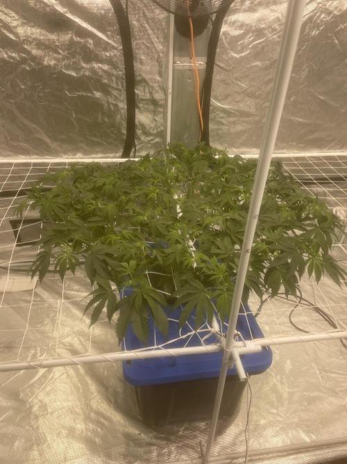 Aeque Genetics( Razberry Garlic). Week 8