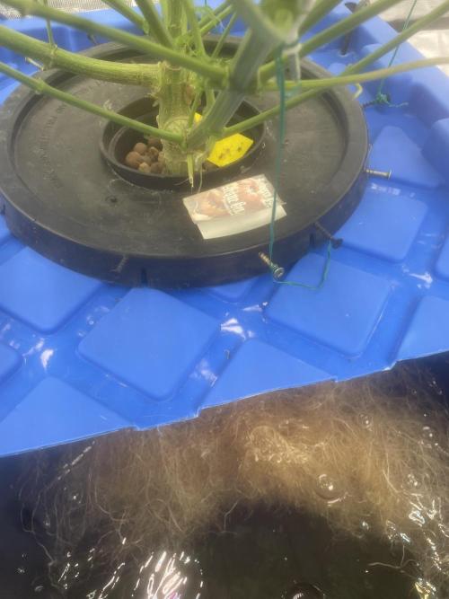 Aeque Genetics( Razberry Garlic). Week 8