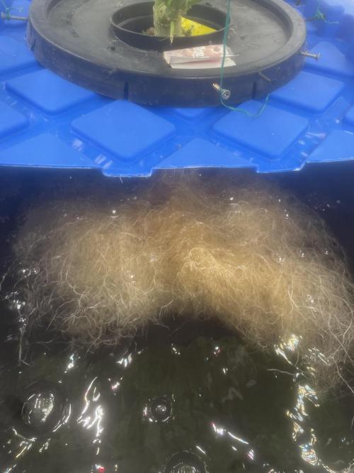 Aeque Genetics( Razberry Garlic). Week 8