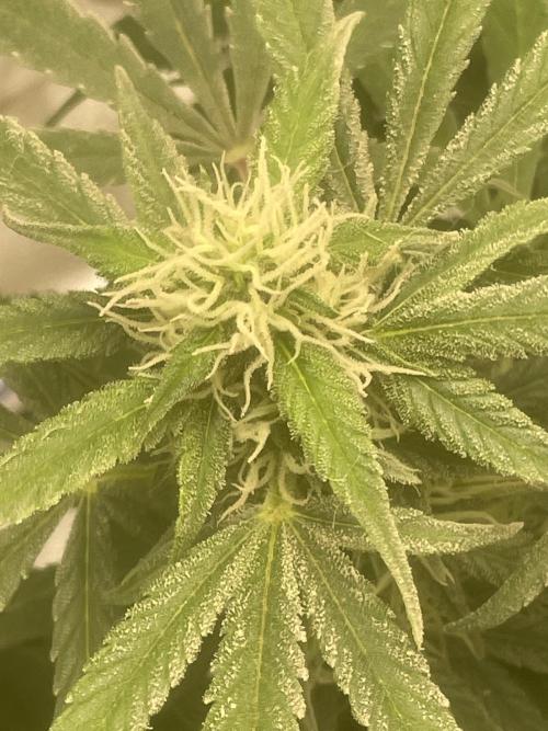 Fractal(divine seeds). Week 11