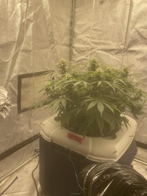 Fractal(divine seeds). Week 11