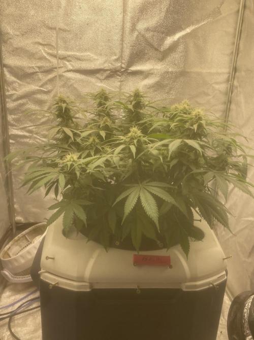 Fractal(divine seeds). Week 11