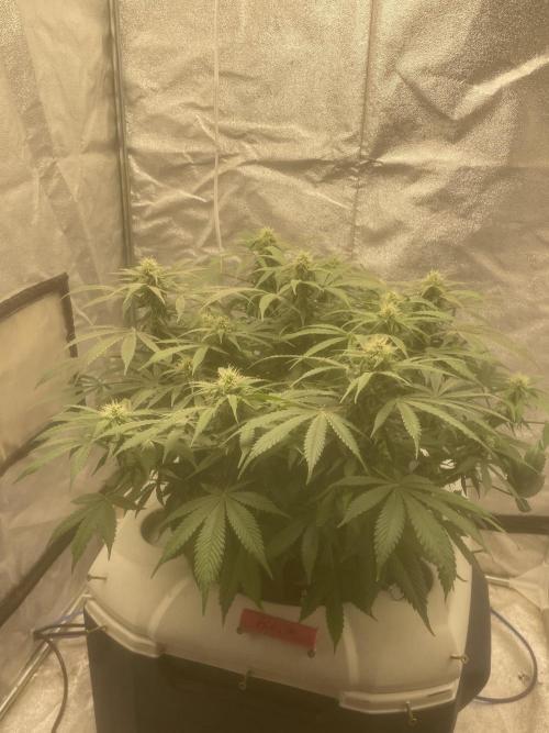 Fractal(divine seeds). Week 11