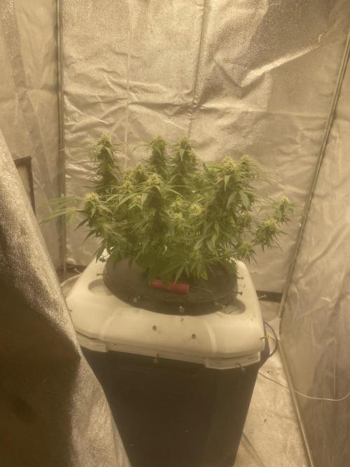 Fractal(divine seeds). Week 11