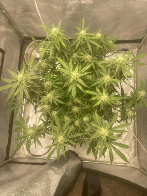 Fractal(divine seeds). Week 11