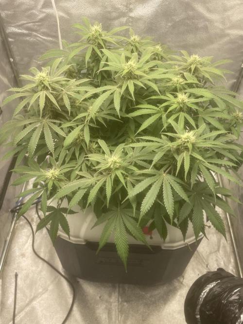 Fractal(divine seeds). Week 11