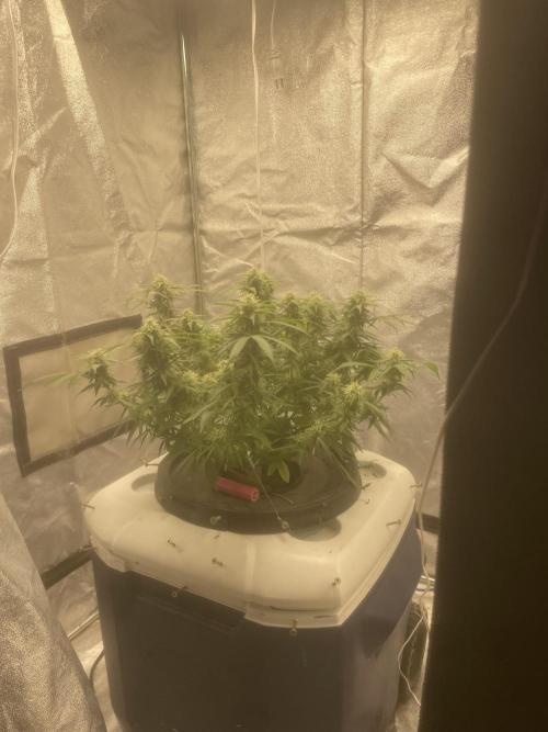 Fractal(divine seeds). Week 11