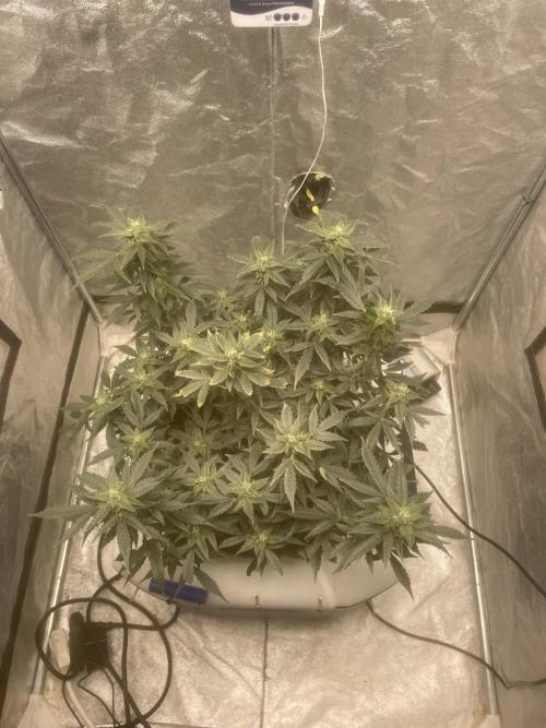 Divine Rapier(Divine Seeds). Week 11