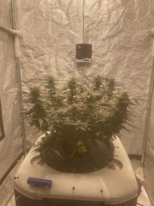 Divine Rapier(Divine Seeds). Week 11