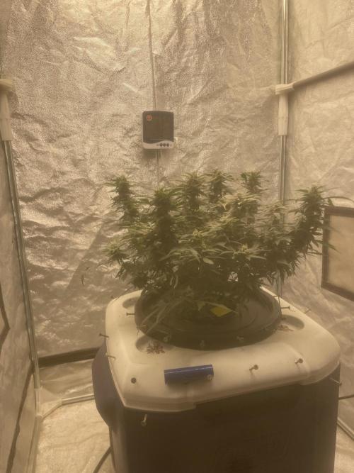 Divine Rapier(Divine Seeds). Week 11