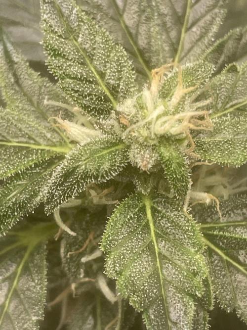 Divine Rapier(Divine Seeds). Week 11