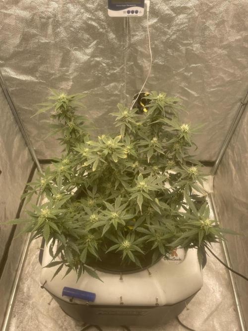 Divine Rapier(Divine Seeds). Week 11