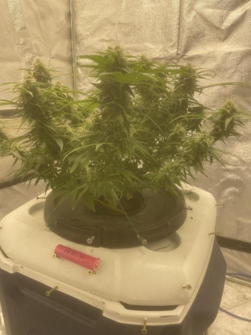 Fractal(divine seeds). Week 12