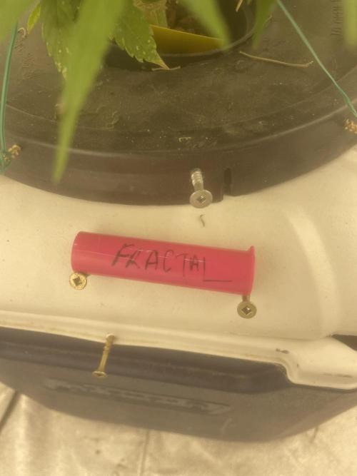 Fractal(divine seeds). Week 12