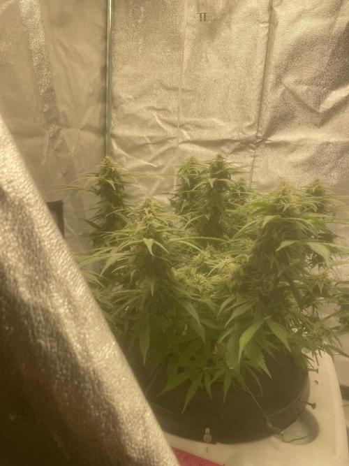Fractal(divine seeds). Week 12