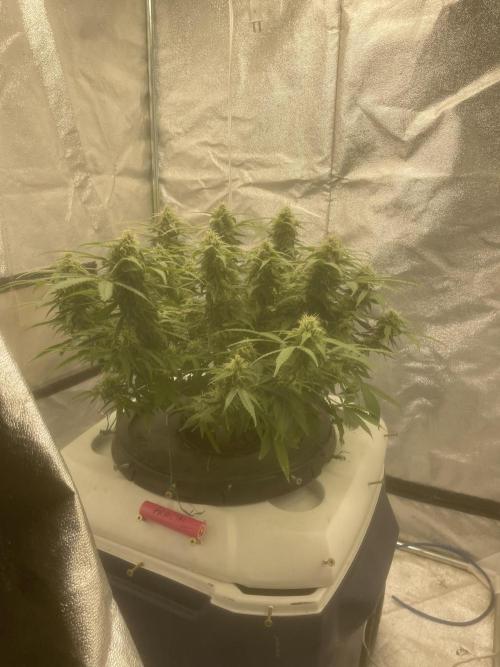 Fractal(divine seeds). Week 12