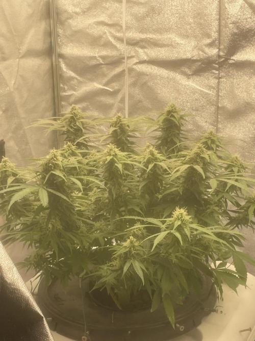 Fractal(divine seeds). Week 12