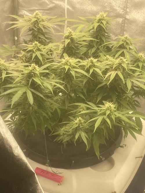 Fractal(divine seeds). Week 12