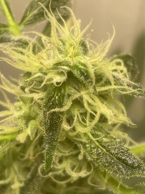 Black opium(Divine Seeds). Week 10