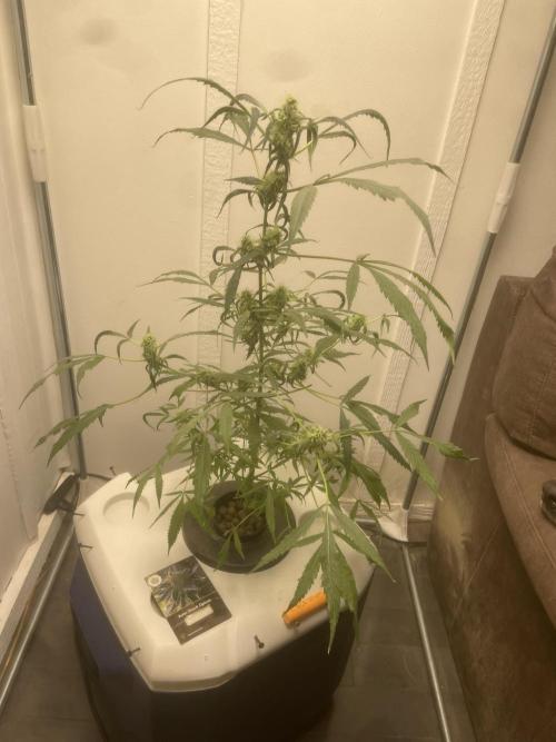 Black opium(Divine Seeds). Week 10