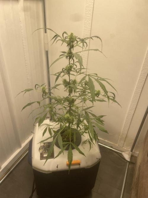 Black opium(Divine Seeds). Week 10