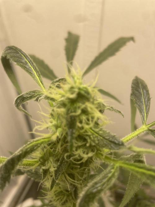 Black opium(Divine Seeds). Week 10