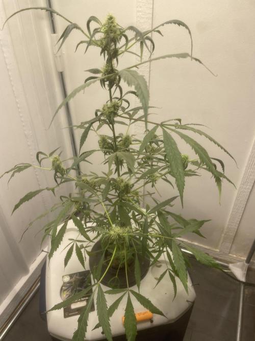 Black opium(Divine Seeds). Week 10