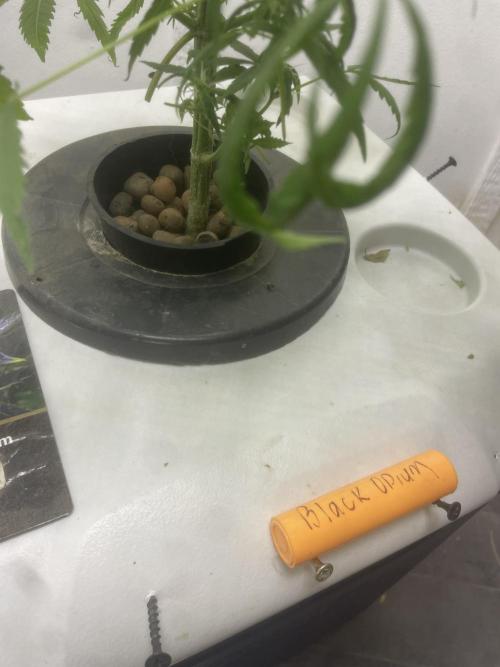 Black opium(Divine Seeds). Week 10