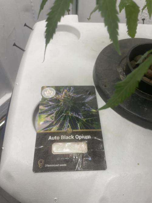 Black opium(Divine Seeds). Week 10