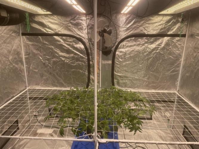 Aeque Genetics( Razberry Garlic). Week 9