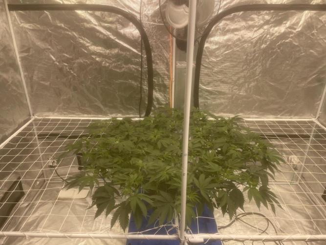 Aeque Genetics( Razberry Garlic). Week 9