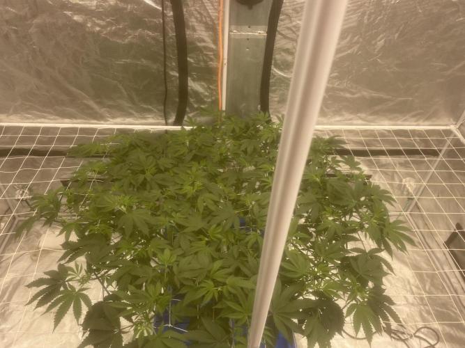 Aeque Genetics( Razberry Garlic). Week 9