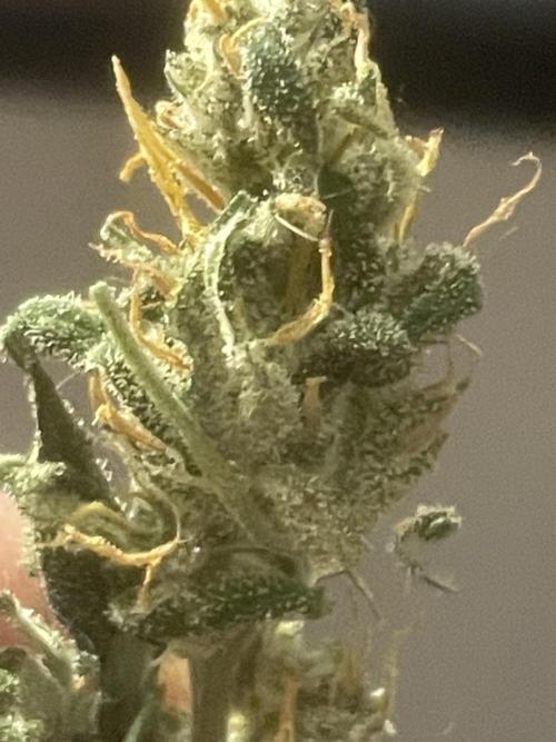 Divine Rapier(Divine Seeds). Week 12