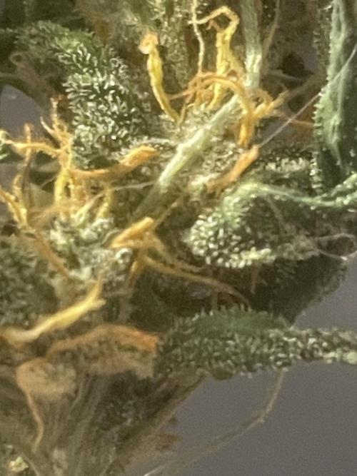 Divine Rapier(Divine Seeds). Week 12