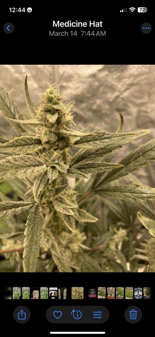 Divine Rapier(Divine Seeds). Week 12