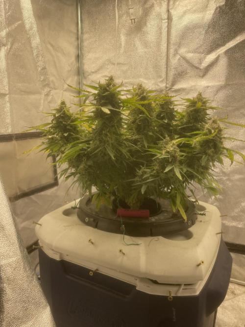 Fractal(divine seeds). Week 13
