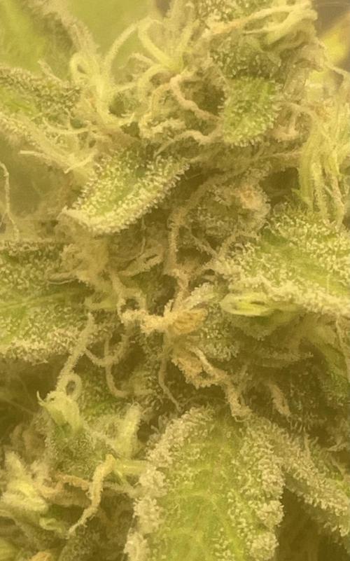 Fractal(divine seeds). Week 13