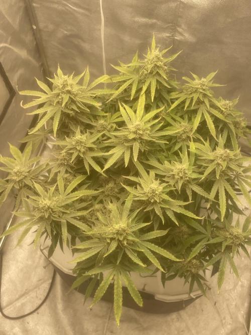 Fractal(divine seeds). Week 13