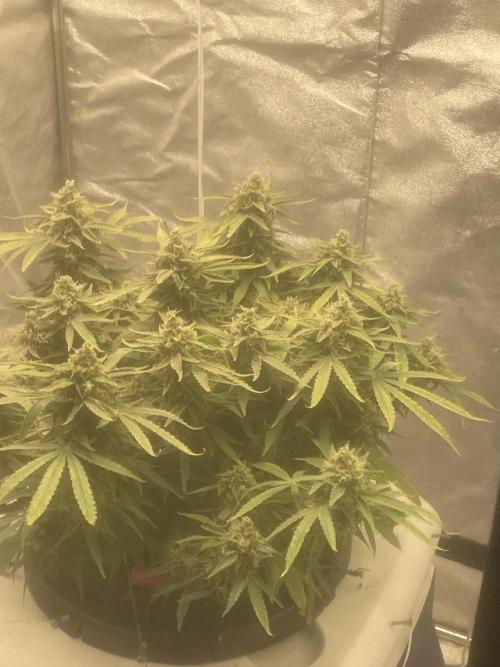 Fractal(divine seeds). Week 13