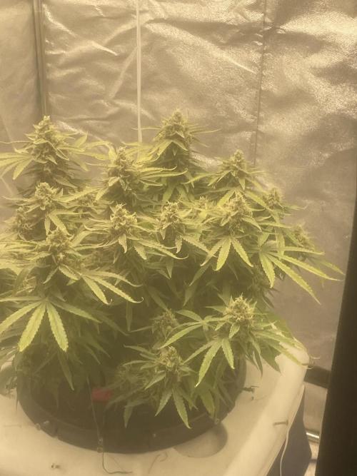 Fractal(divine seeds). Week 13
