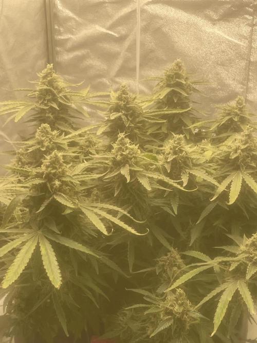 Fractal(divine seeds). Week 13