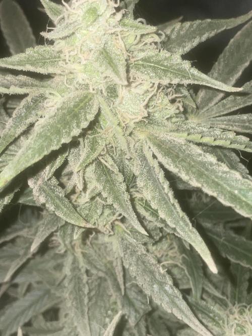 Fractal(divine seeds). Week 13
