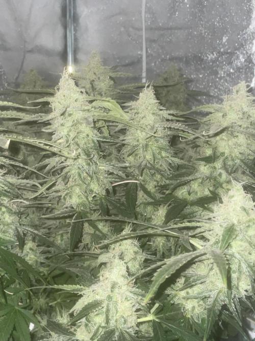 Fractal(divine seeds). Week 13