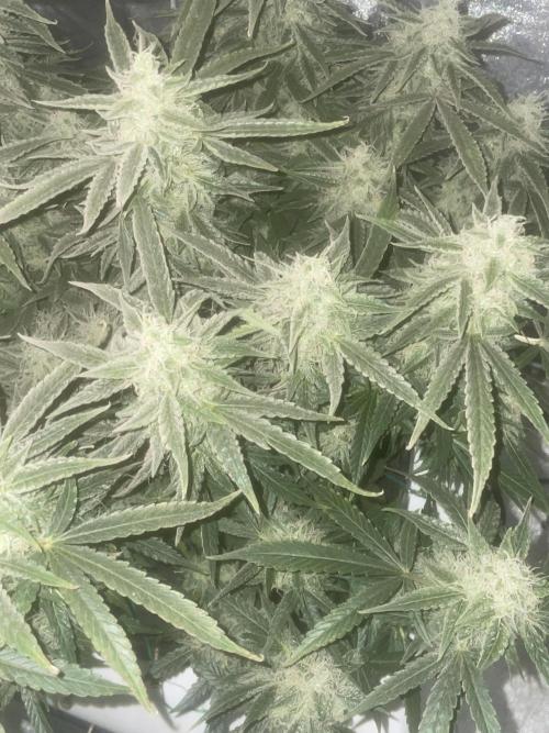 Fractal(divine seeds). Week 13