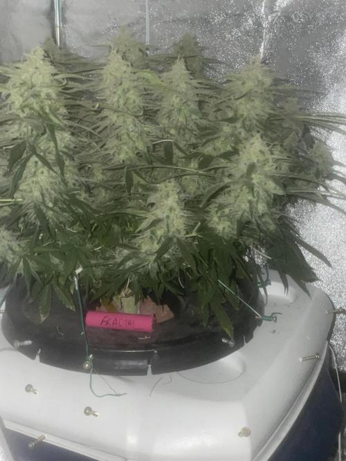 Fractal(divine seeds). Week 13