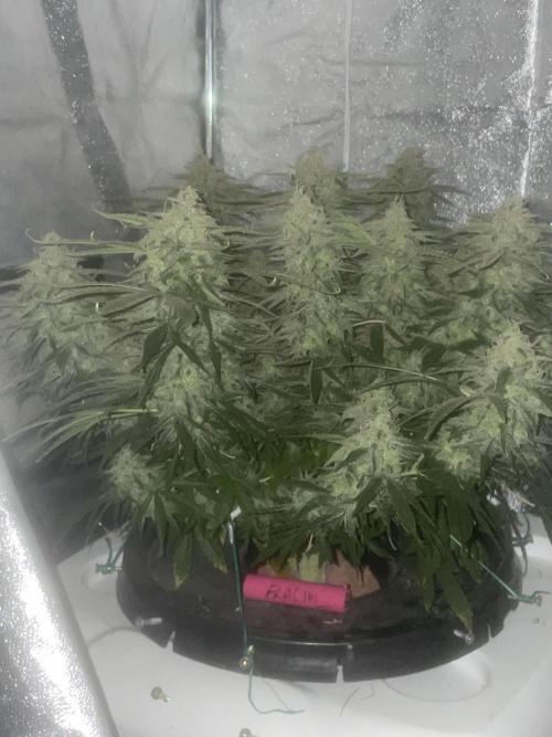 Fractal(divine seeds). Week 13