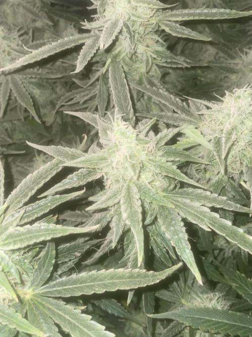 Fractal(divine seeds). Week 13